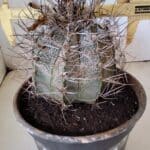 ASTROPHYTUM CAPRICÓRNIO Nº 397 – vaso 20