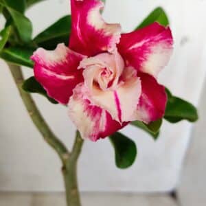 Planta Dobrada 2761 – 30cm – 02 anos