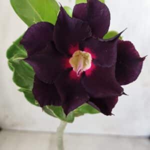 Planta Dobrada 2762 – 30cm – 02 anos