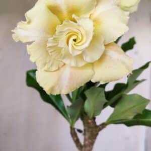 Planta Dobrada 2769 – 30cm – 02 anos