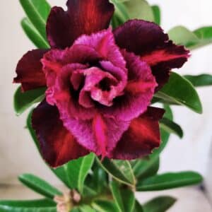 Planta Dobrada 2770 – 30cm – 02 anos