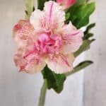 Planta Dobrada 2784 – 30cm – 02 anos