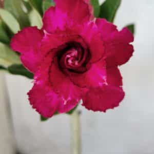 Planta Dobrada 2792 – 30cm – 02 anos