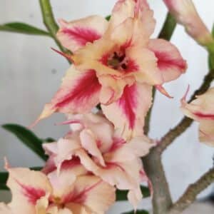 Planta Dobrada 2797 –35cm – 03 anos