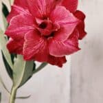 Planta Dobrada 2813 – 30cm – 02 anos