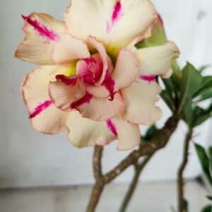 Planta Dobrada 2824 – 30cm – 02 anos