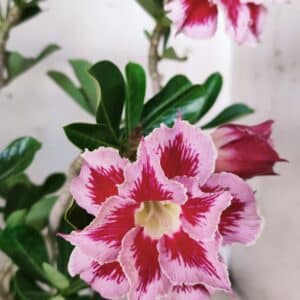 Planta Dobrada 2831 – 40cm – 03 anos