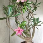 Planta Dobrada 2842 – 55cm – 05 anos