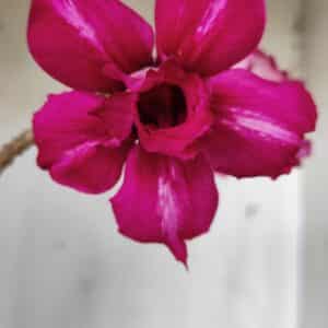 Planta Dobrada 2843 – 30cm – 02 anos