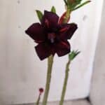 Planta Dobrada 2846 – 30cm – 02 anos