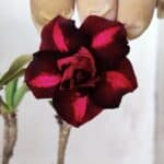 Planta Dobrada 2847 – 30cm – 02 anos