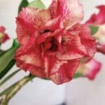 Planta Dobrada 2852 – 30cm – 02 anos