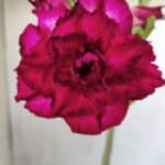 Planta Dobrada 2853 – 30cm – 02 anos