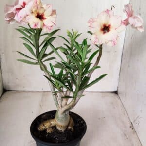 Planta Dobrada 2859 – 30cm – 03 anos