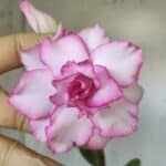 Planta Dobrada 2866 – 35cm – 03 anos