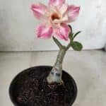 ENXERTO 11716 – 20cm (cor LM 728)