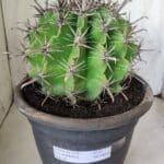 FEROCACTUS LATISPINUS Nº 97 – vaso 24
