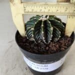 GYMNOCALYCIUM Friedrichii LB 2178 - Nº 365 – vaso 09