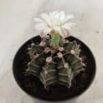 GYMNOCALYCIUM Mihanovichii  Nº 182 – vaso 09