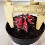 GYMNOCALYCIUM Mihanovichii Variegata Nº 352 – vaso 09