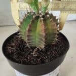 Gymnocalycium Mihanovichii  Nº 503 – vaso 15