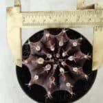 Gymnocalycium Mihanovichii “Purple” Nº 362 – vaso 09