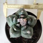 ASTROPHYTUM cv KIKKO  Nº 725 – vaso 15