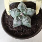 MATRIZ ASTROPHYTUM cv KIKKO  Nº 727 – vaso 15