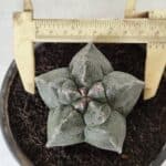 MATRIZ ASTROPHYTUM cv KIKKO  Nº 728 – vaso 15