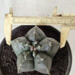 MATRIZ ASTROPHYTUM cv KIKKO  Nº 729 – vaso 15