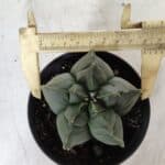 ASTROPHYTUM cv KIKKO  Nº 765 – vaso 11