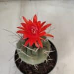 MATUCANA MADISONIORUM Nº 86 – vaso 11