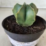 ASTROPHYTUM MYRIOSTIGMA "Variegata" Nº 450 – vaso 11