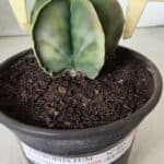 ASTROPHYTUM MYRIOSTIGMA "Variegata" Nº 485 – vaso 15