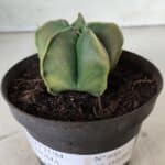 ASTROPHYTUM MYRIOSTIGMA "Variegata" Nº 645 – vaso 11