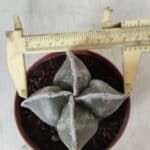 ASTROPHYTUM MYRIOSTIGMA Nº 686 "4 Quinas"– vaso 11