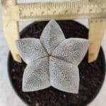ASTROPHYTUM MYRIOSTIGMA Onzuka  Nº 670 – vaso 11