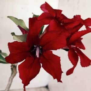 Planta Simples 2577 – 30cm – 02 anos