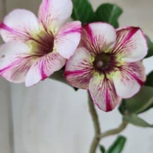 Planta Simples 2578 – 30cm – 02 anos