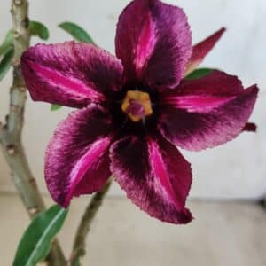 Planta Simples 2580 – 30cm – 02 anos