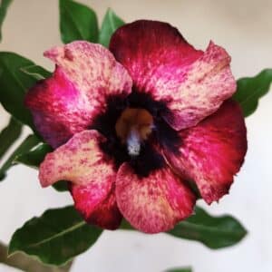 Planta Simples 2583 – 40cm – 03 anos