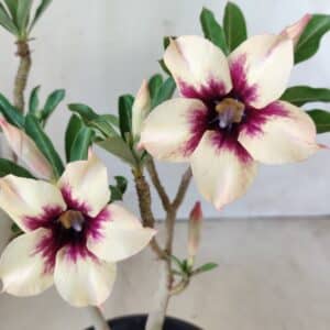 Planta Simples 2601 – 30cm – 02 anos