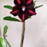 Planta Simples 2619 – 35cm – 03 anos