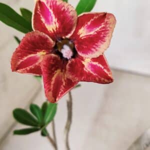 Planta Simples 2648 – 30cm – 02 anos