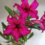 Planta Simples 2655 – 35cm – 03 anos