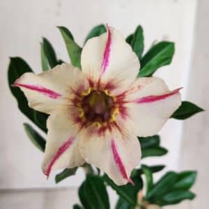 Planta Simples 2658 – 30cm – 02 anos