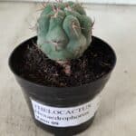 THELOCACTUS Hexaedrophorus Nº 86 – VASO 09