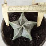 ASTROPHYTUM MYRIOSTIGMA Nº 641 – vaso 15