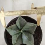 ASTROPHYTUM MYRIOSTIGMA "Nudum" Nº 643 – vaso 15