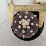 ASTROPHYTUM ASTERIAS “Purple”  Nº 709 – vaso 09